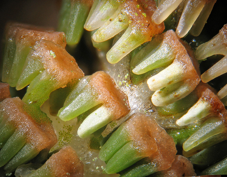 Equisetum arvense